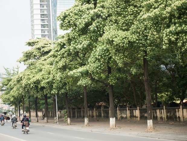 Milk flowers - sign that autumn has truly arrived