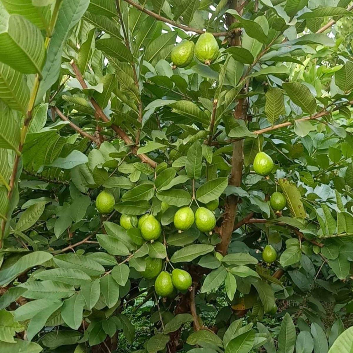 Món ổi găng ngọt ngào đặc sản mỗi mùa thu Hà Nội (Nguồn: caydep)